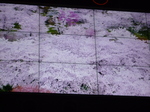 P1080575.JPG