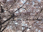 P1100861.JPG